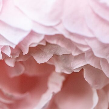 Artwork thumbnail, Delicate pink rose detail by AYatesPhoto