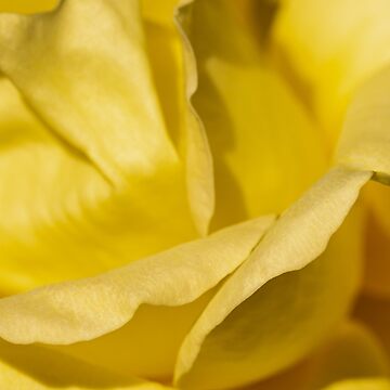 Artwork thumbnail, Delicate yellow rose detail by AYatesPhoto
