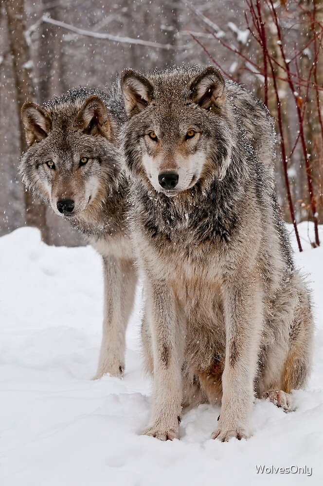 "Timber Wolves" by WolvesOnly | Redbubble