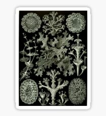 Haeckel Lichenes Sticker