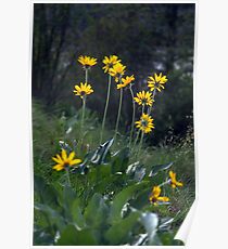 Arrowleaf Balsamroot Poster