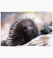 Echidna Poster