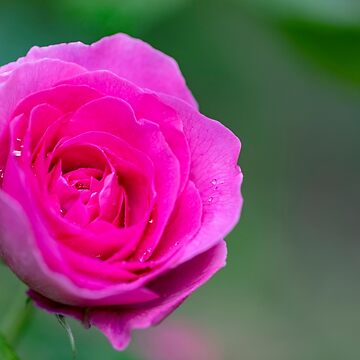 Artwork thumbnail, The perfect pink rose by AYatesPhoto