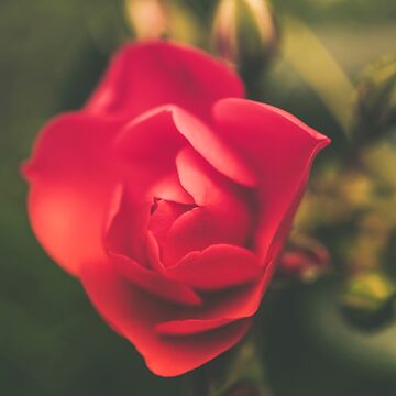 Artwork thumbnail, Romantic red rose by AYatesPhoto
