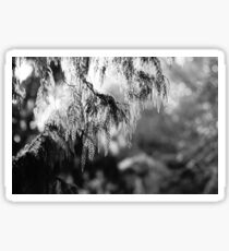 Black and White Conifer Tree Sticker