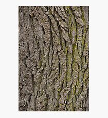 Oak Bark with Lichen Photographic Print