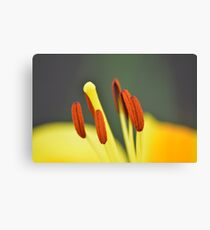 Stamen Canvas Print
