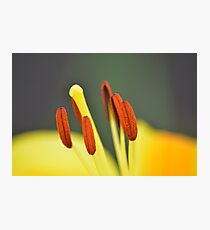 Stamen Photographic Print