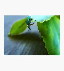 Curious Insect Photographic Print