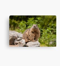 Marmota Marmota Leinwanddruck