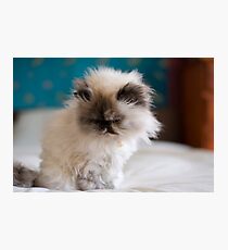 Manky Photographic Print