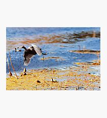 Flying Blue Heron At Brazos Bend State Park Texas Wetland Photographic Print