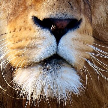 Masque for Sale avec l'œuvre « Masque animal drôle - nez de lion