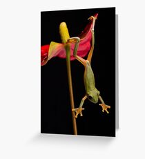 Maroon Eyed Tree Frog Greeting Card