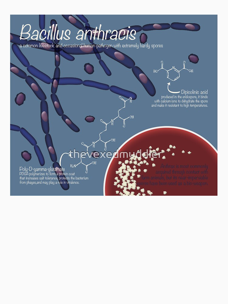 Bacillus anthracis by thevexedmuddler