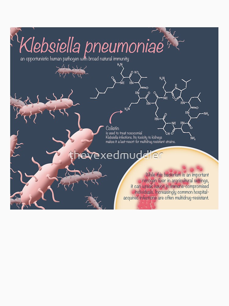 Klebsiella pneumoniae by thevexedmuddler