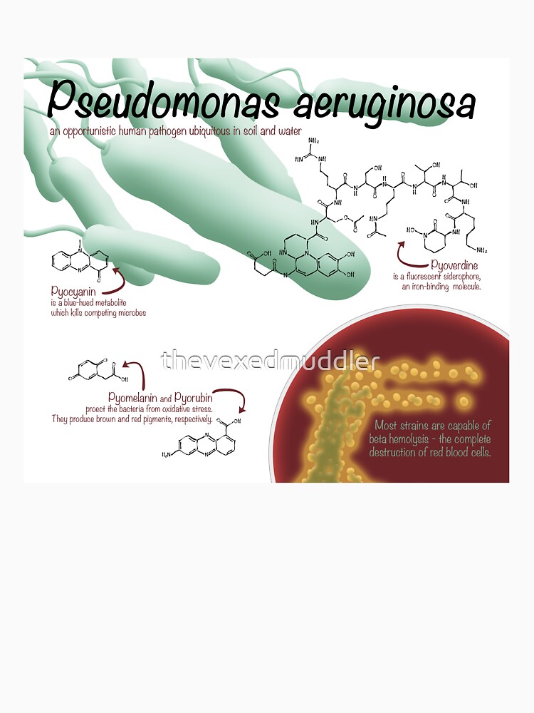Pseudomonas aeruginosa by thevexedmuddler