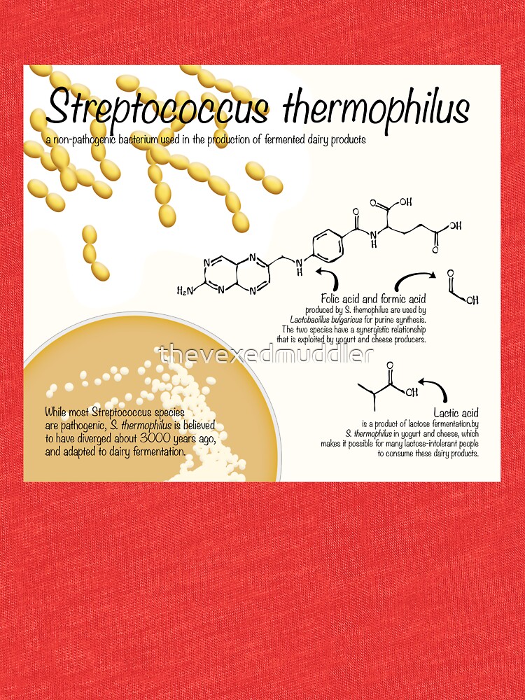 Streptococcus thermophilus by thevexedmuddler