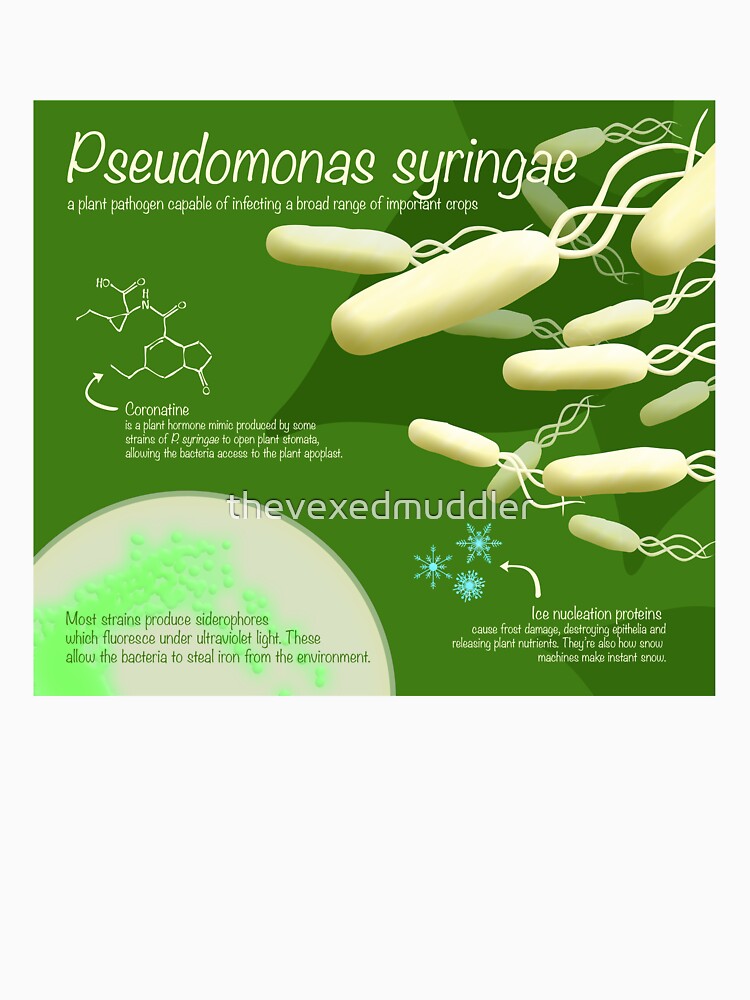 Pseudomonas syringae by thevexedmuddler