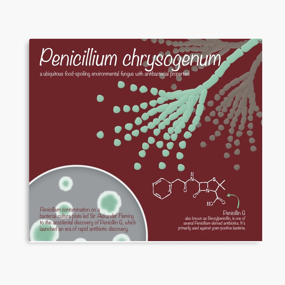 Penicillium chrysogenum Canvas Print