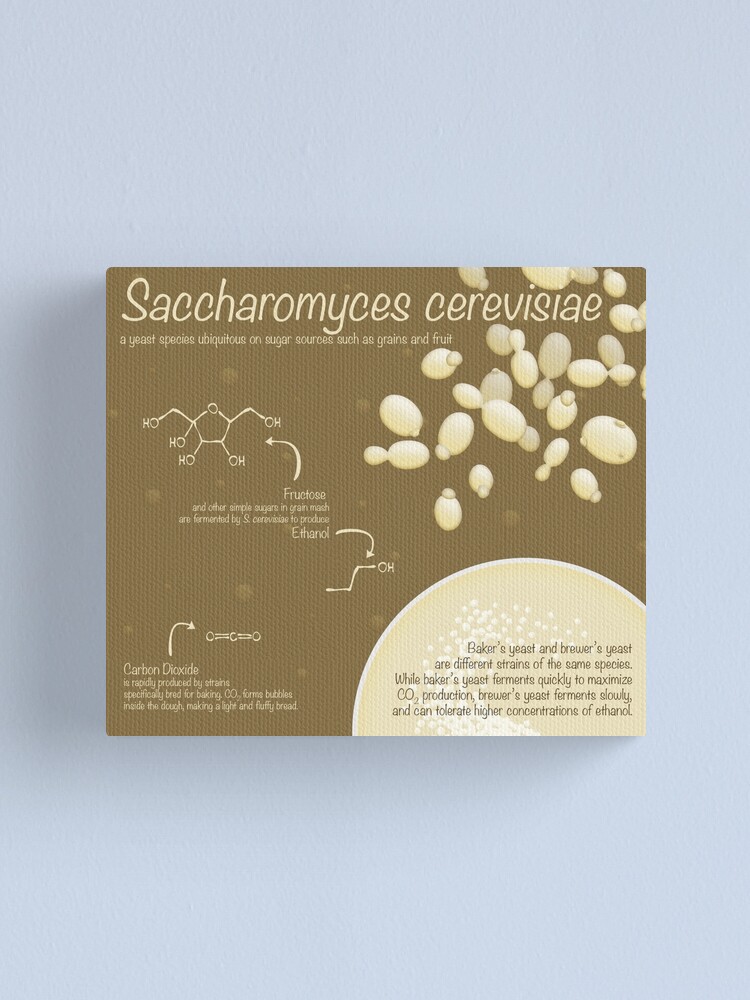 Alternate view of Saccharomyces cerevisiae Canvas Print
