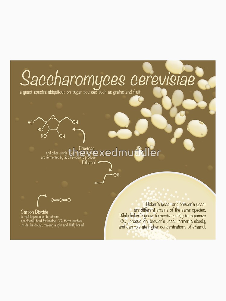 Saccharomyces cerevisiae by thevexedmuddler