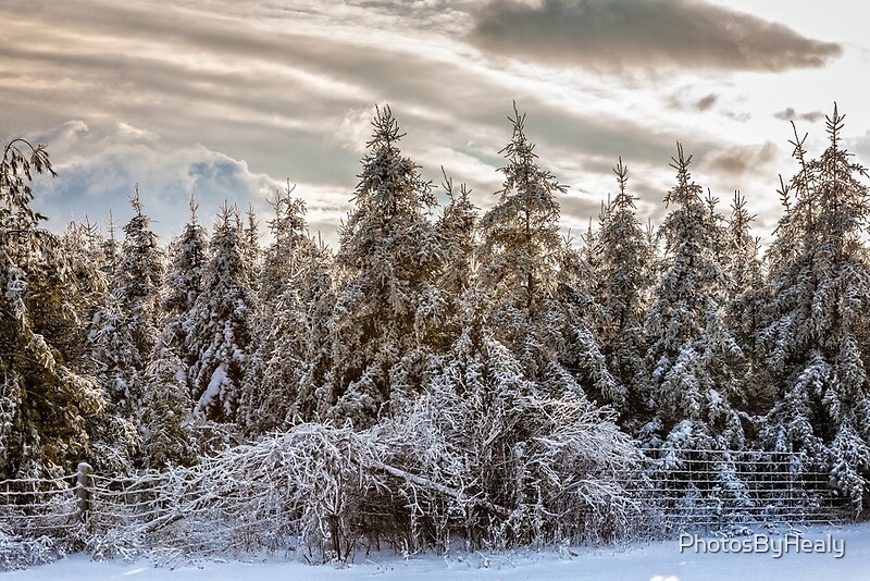 Winter Wonderland by Photos by Healy