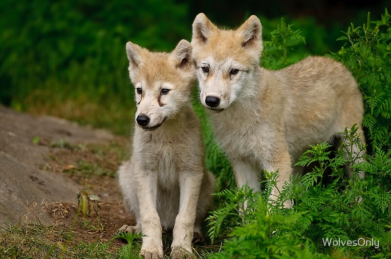 Arctic Wolf Pups By Wolvesonly Redbubble 5264