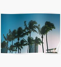 Miami Palms Poster
