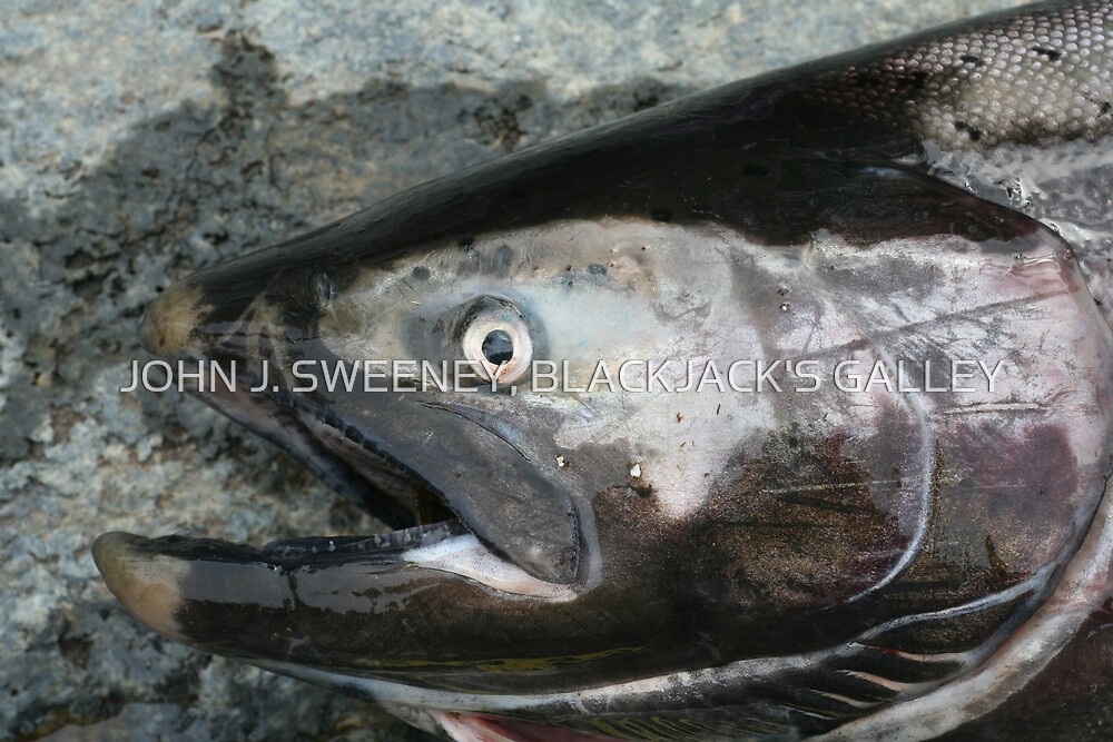 "KING SALMON CAUGHT IN THE ACT" by JOHN J. SWEENEY, BLACKJACK'S GALLEY