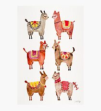 Alpacas Photographic Print