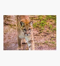 Beautiful North American Mountain Lion Photographic Print