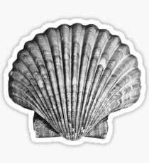 Black and White Seashell Sticker