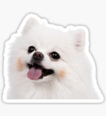 Pegatina Pomerania Blanco