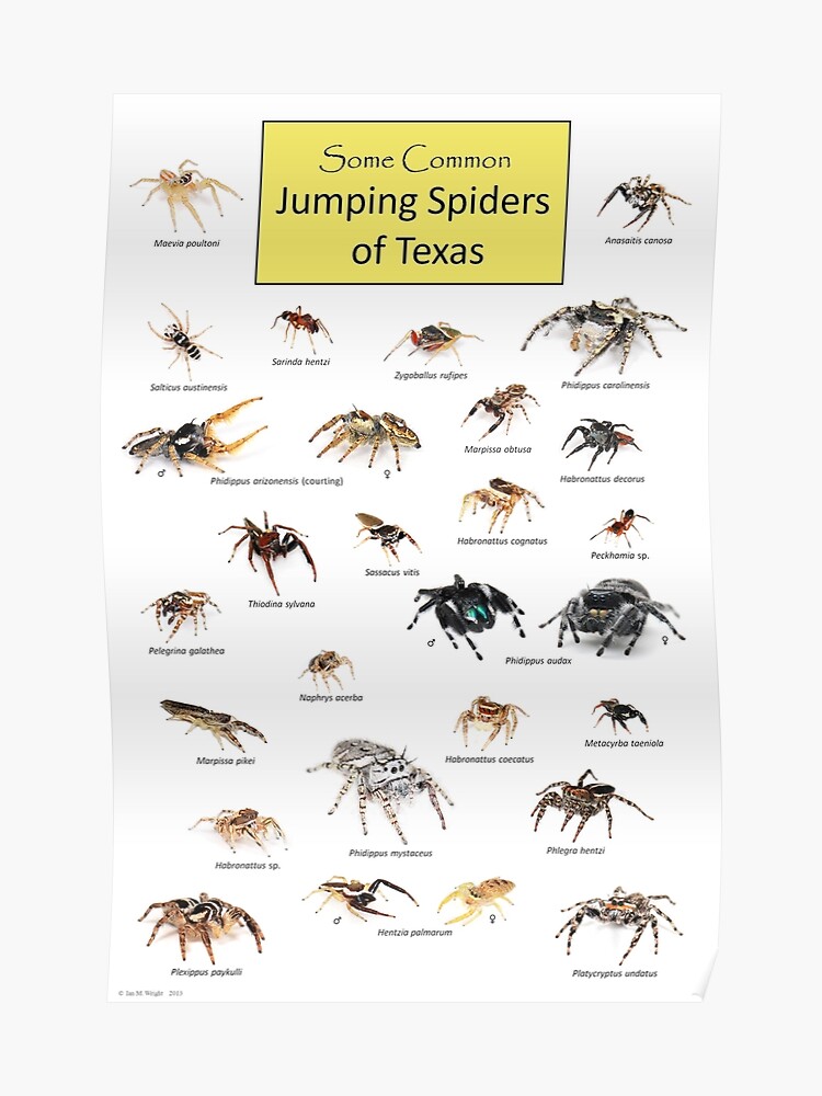 Spiders In Texas Chart