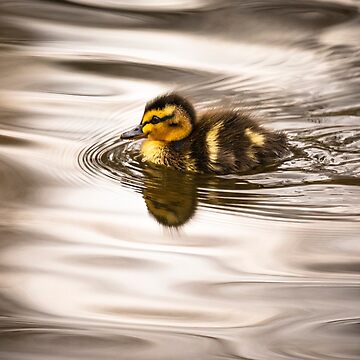 Artwork thumbnail, Cute tiny duckling swimming  by AYatesPhoto