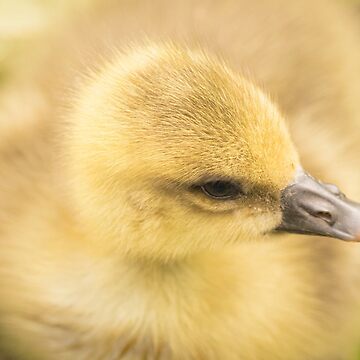 Artwork thumbnail, Fluffiest duckling in the world by AYatesPhoto