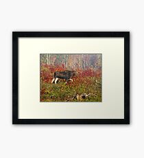Maine Bull Moose Framed Print