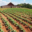 Viñales Tobacco Farm by ponycargirl