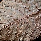 Detail, Tobacco Leaf by ponycargirl