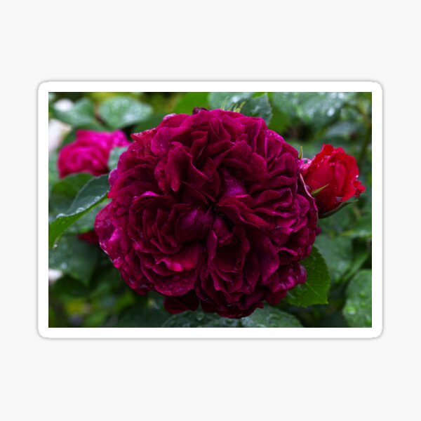 Englisch Rose William Shakespeare Sticker