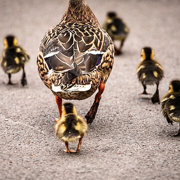 Artwork thumbnail, The ducklings journey home by AYatesPhoto