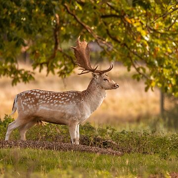 Artwork thumbnail, Lone fallow deer in autumn by AYatesPhoto
