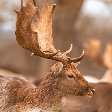 Artwork thumbnail, Fallow deer antlers by AYatesPhoto