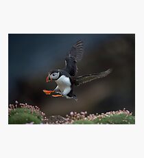 Atlantic Puffin Photographic Print