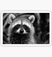 Racoon Sticker
