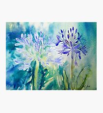 Agapanthus x 2 Photographic Print
