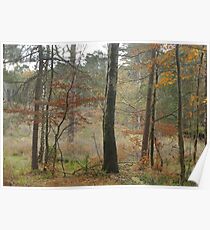 Autumn colour Poster