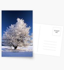 Frozen tree Postcards
