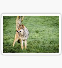 Timber Wolf Sticker